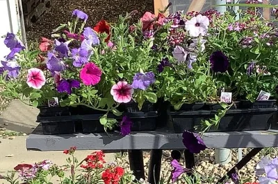 flowers